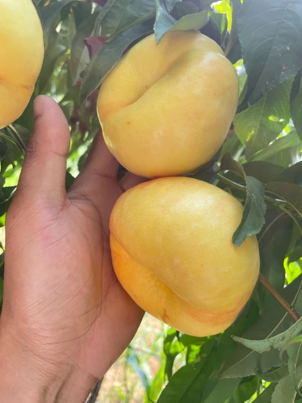 山东蒙阴黄金油蟠桃蜜桃无毛蟠桃新鲜应季水果脆甜多汁包邮