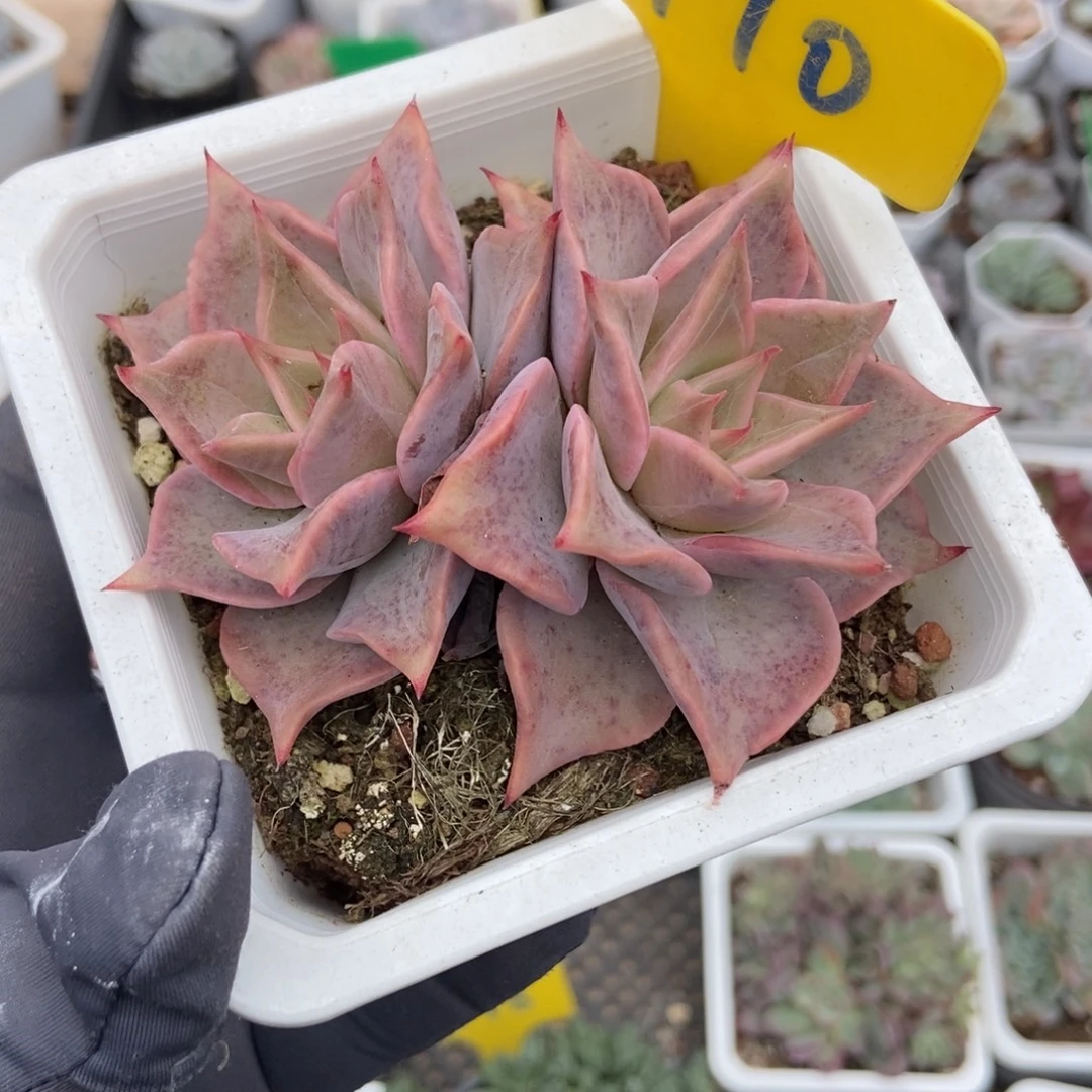 710饺子皮多肉植物