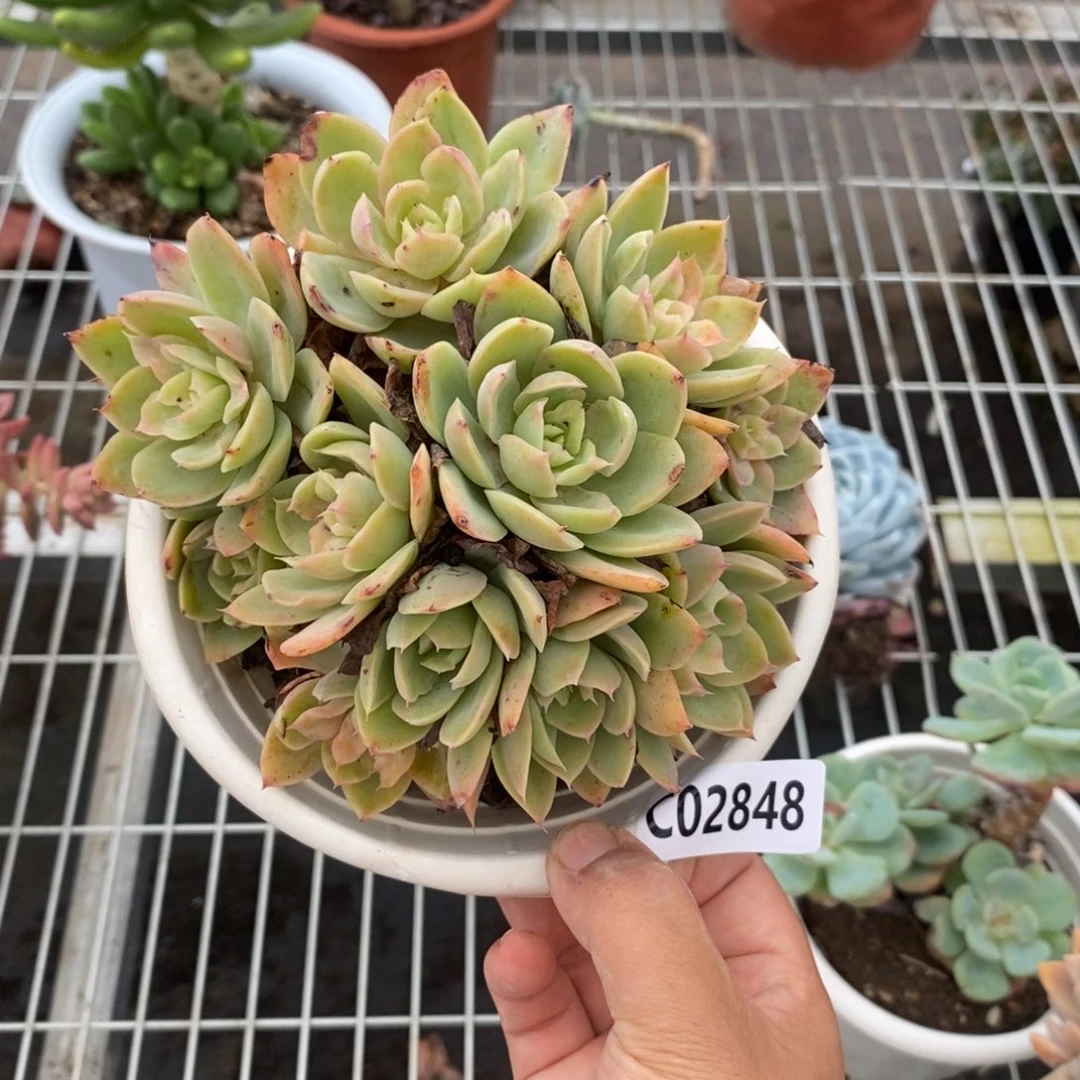 2848丝绸面纱一物一拍