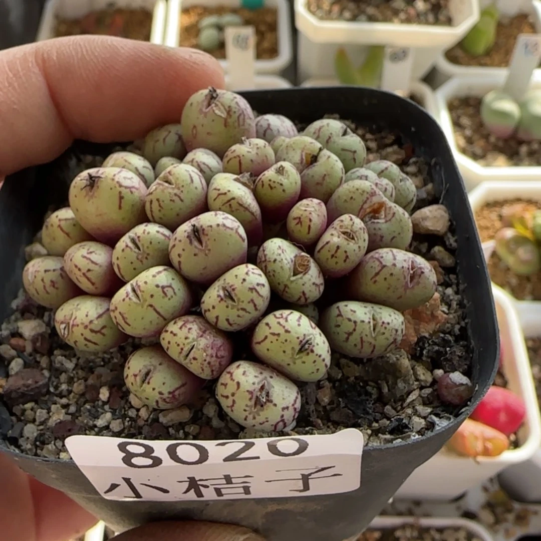 【闪购商品】y****e8020