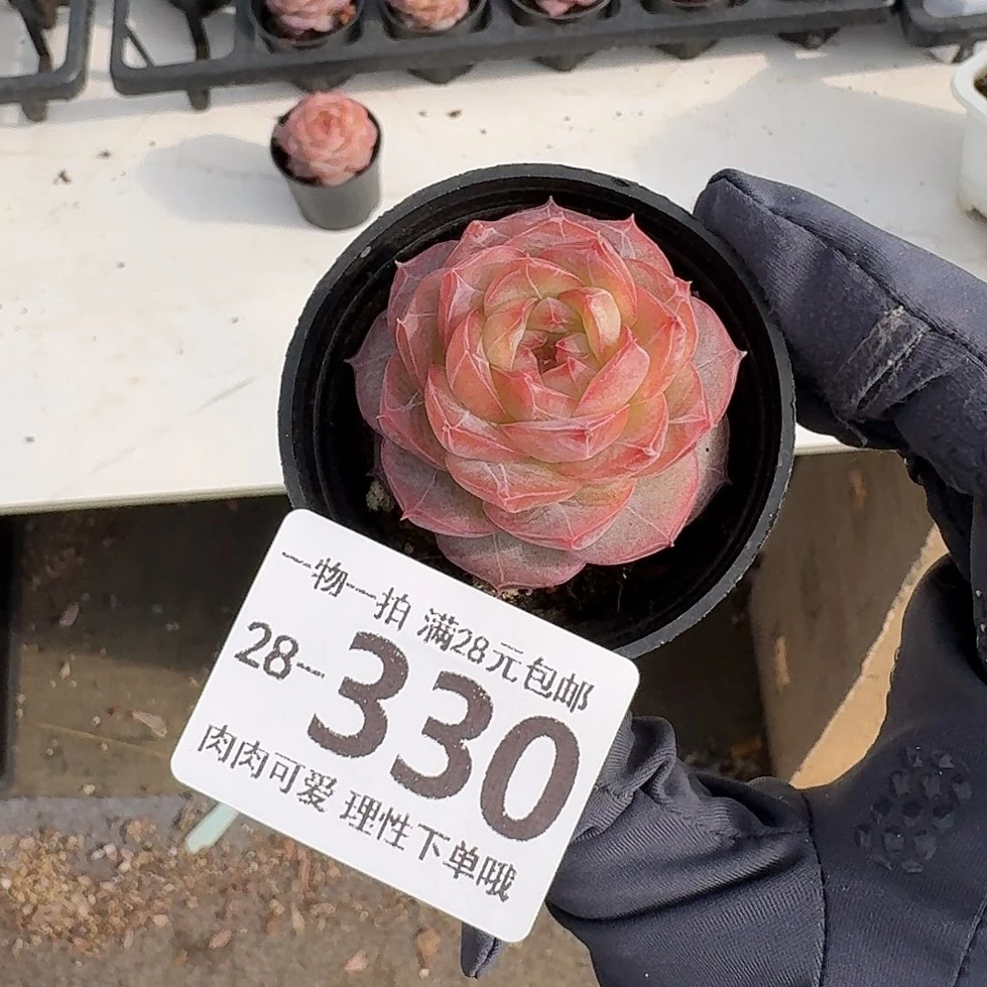钻石糖无盆土发货无