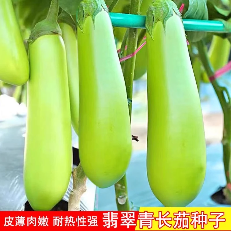 绿长茄高产绿皮青茄子种子早熟耐热抗病种苗四季盆栽地栽蔬菜