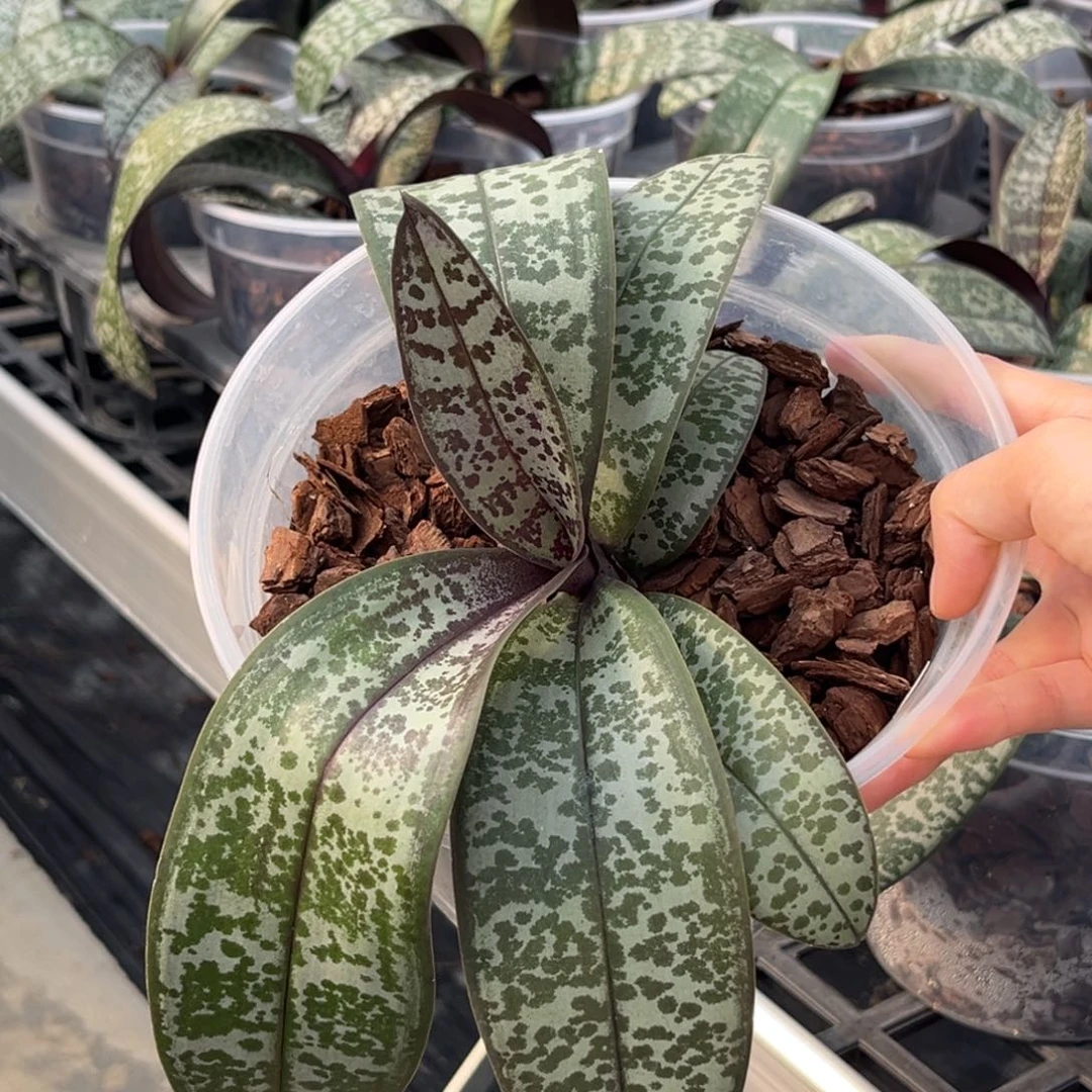 无花朵5寸t2202苗