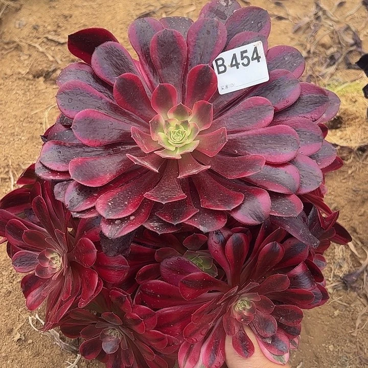 美杜莎多肉植物454