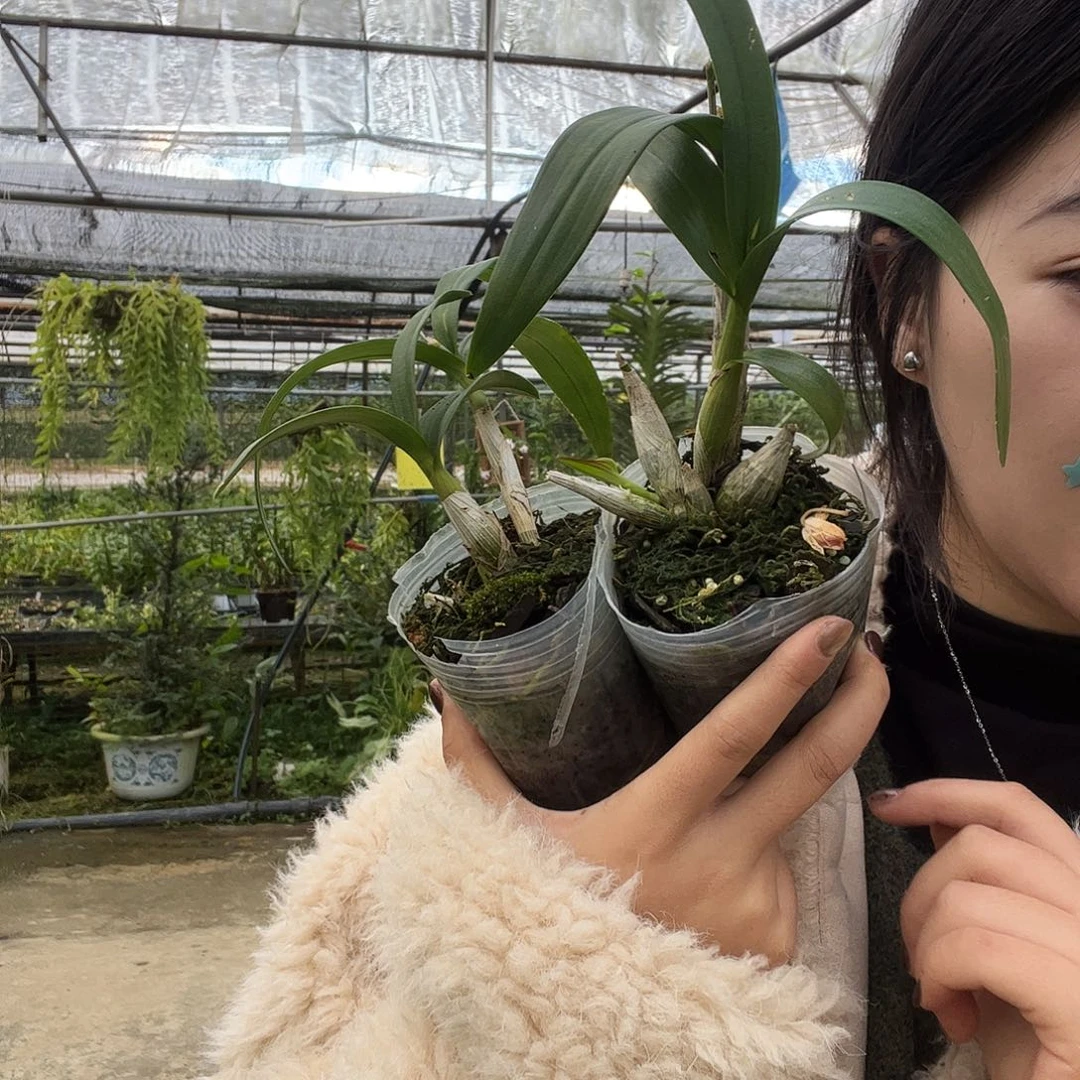 当前无花朵，栽培后可花朵白泼 两杯