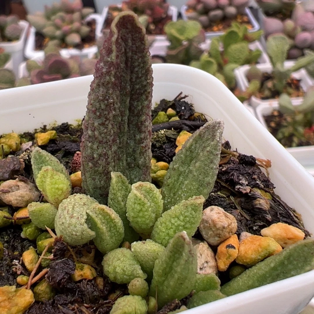实生新品大苗多肉植物