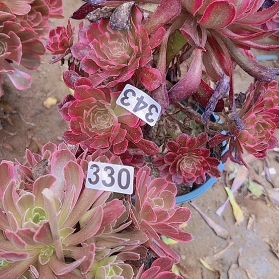 余***费多肉植物两个法师