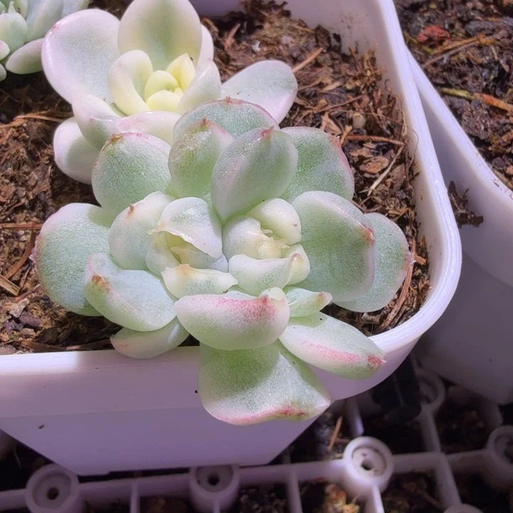精品多肉植物一物一拍