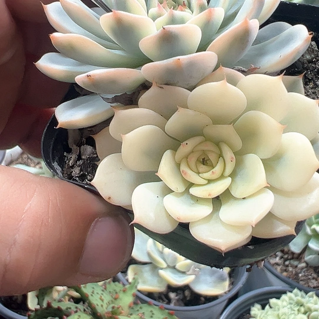 姬莲宽锦 小方花圃一单包邮非偏远！