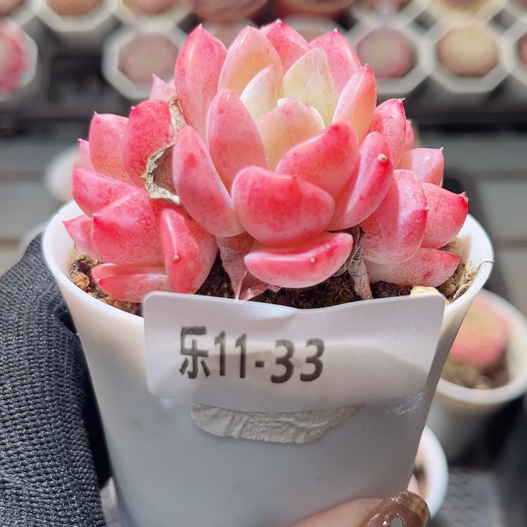 乐11-33 刚毅群不包整