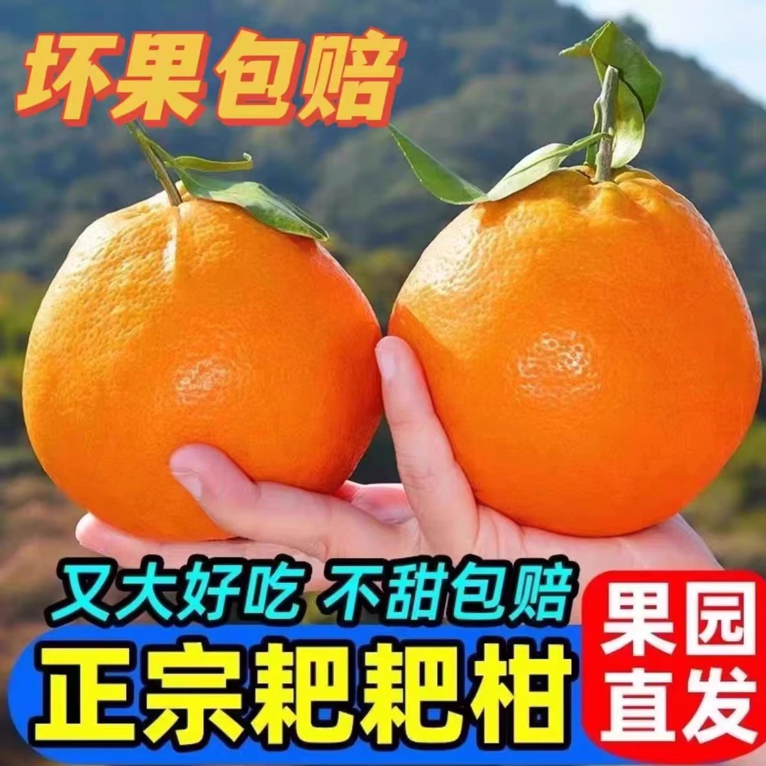 【树熟自然熟】现摘现发四川正宗春见耙耙柑水果当季特甜丑桔橘水果