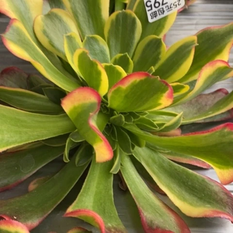 759特斯拉满25包邮多肉