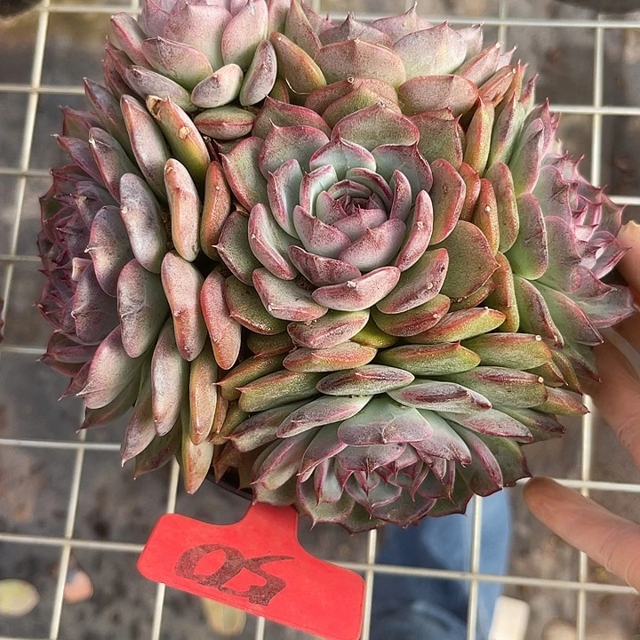 两单包邮，一物一拍，50蓝色妖姬