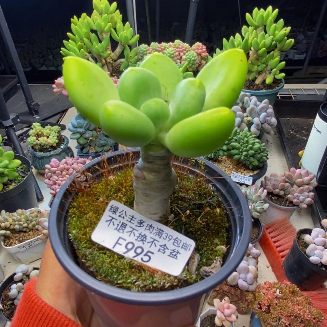 995金蝉芒果奶多肉4c m