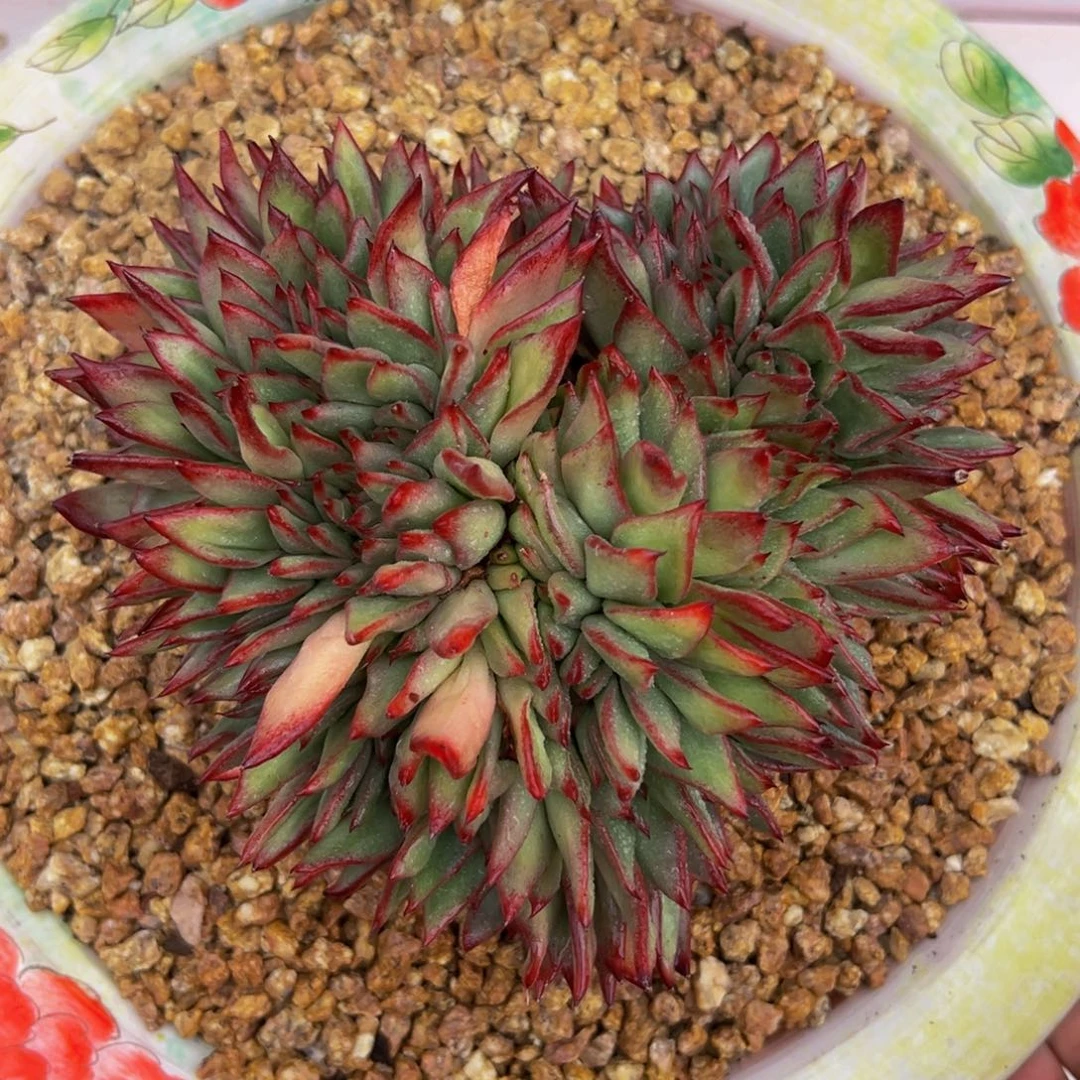 多肉一物一拍0604.桃心凤凰缀