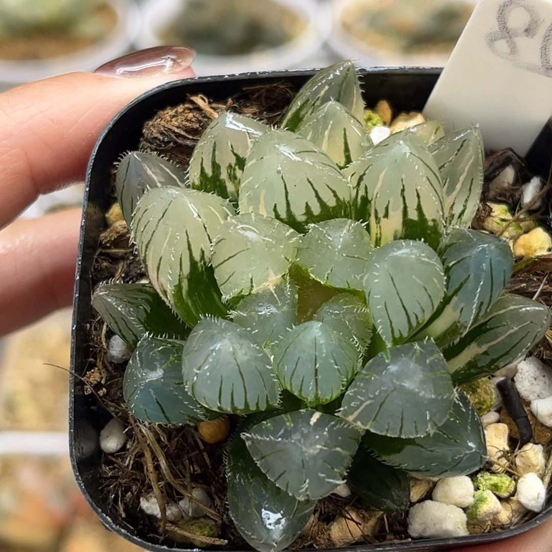 85冰灯毛玉露锦福利专场