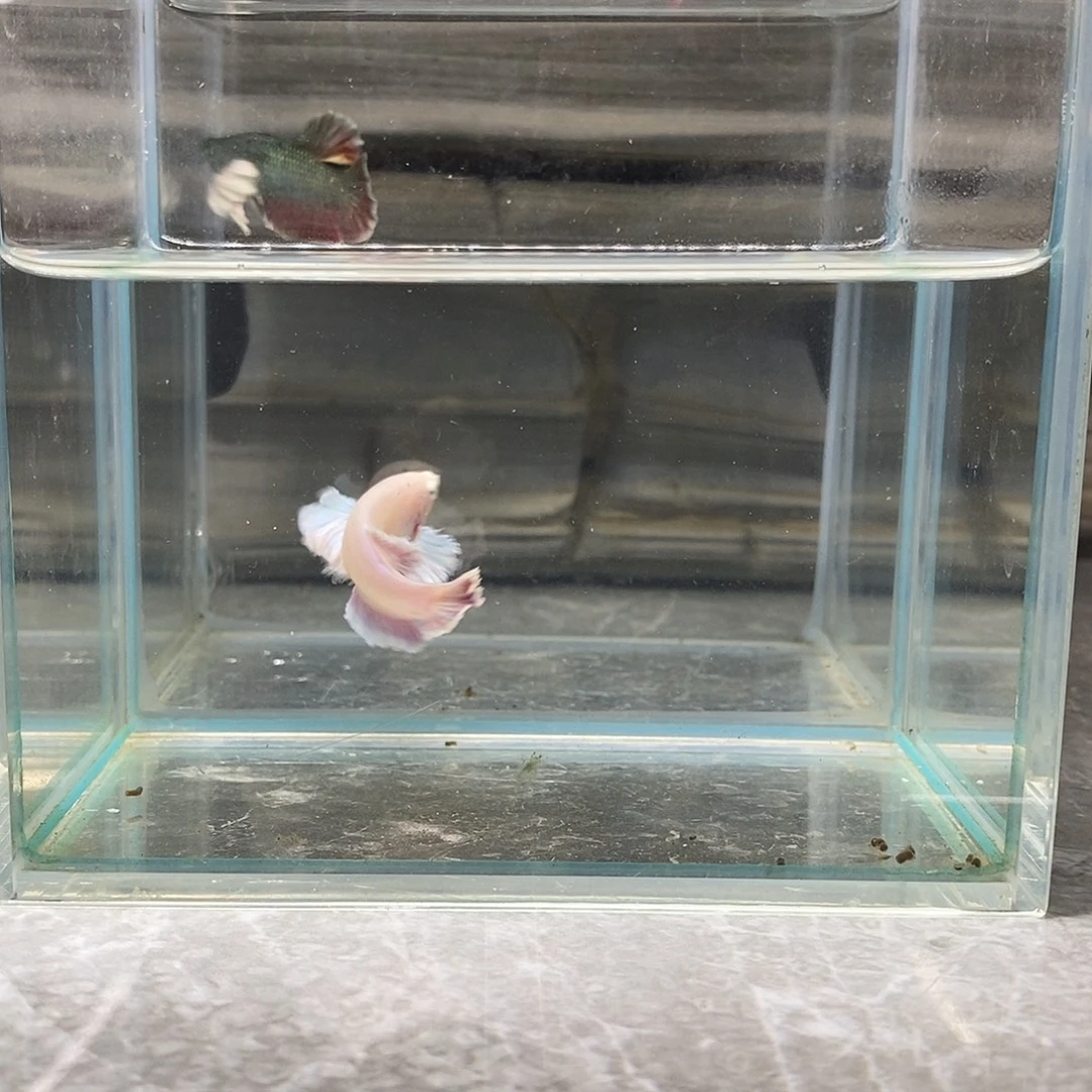 斗鱼印尼进口精品斗鱼