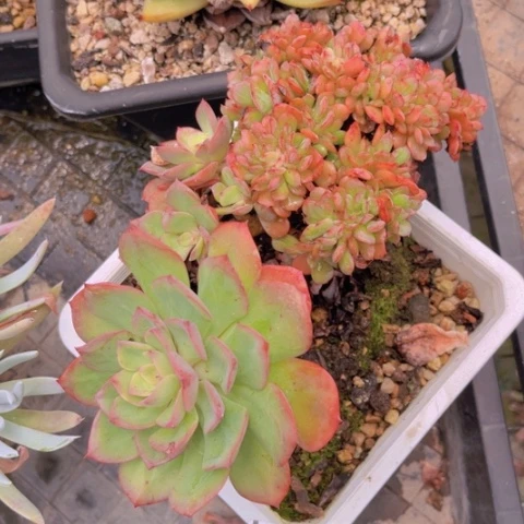 绿***丹冰灿缀1649多肉植物