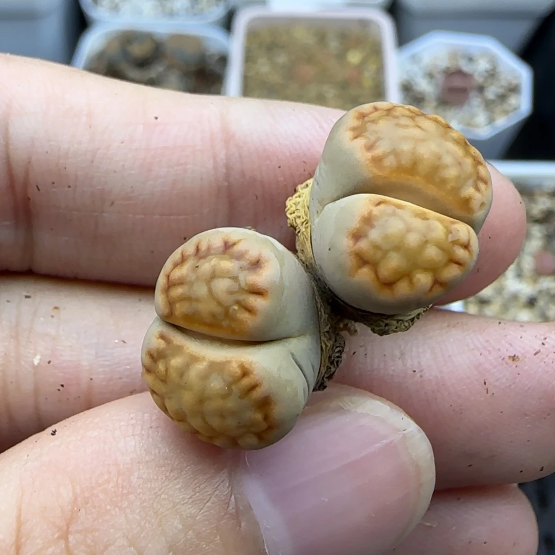 340 饼干生石花大棚直播