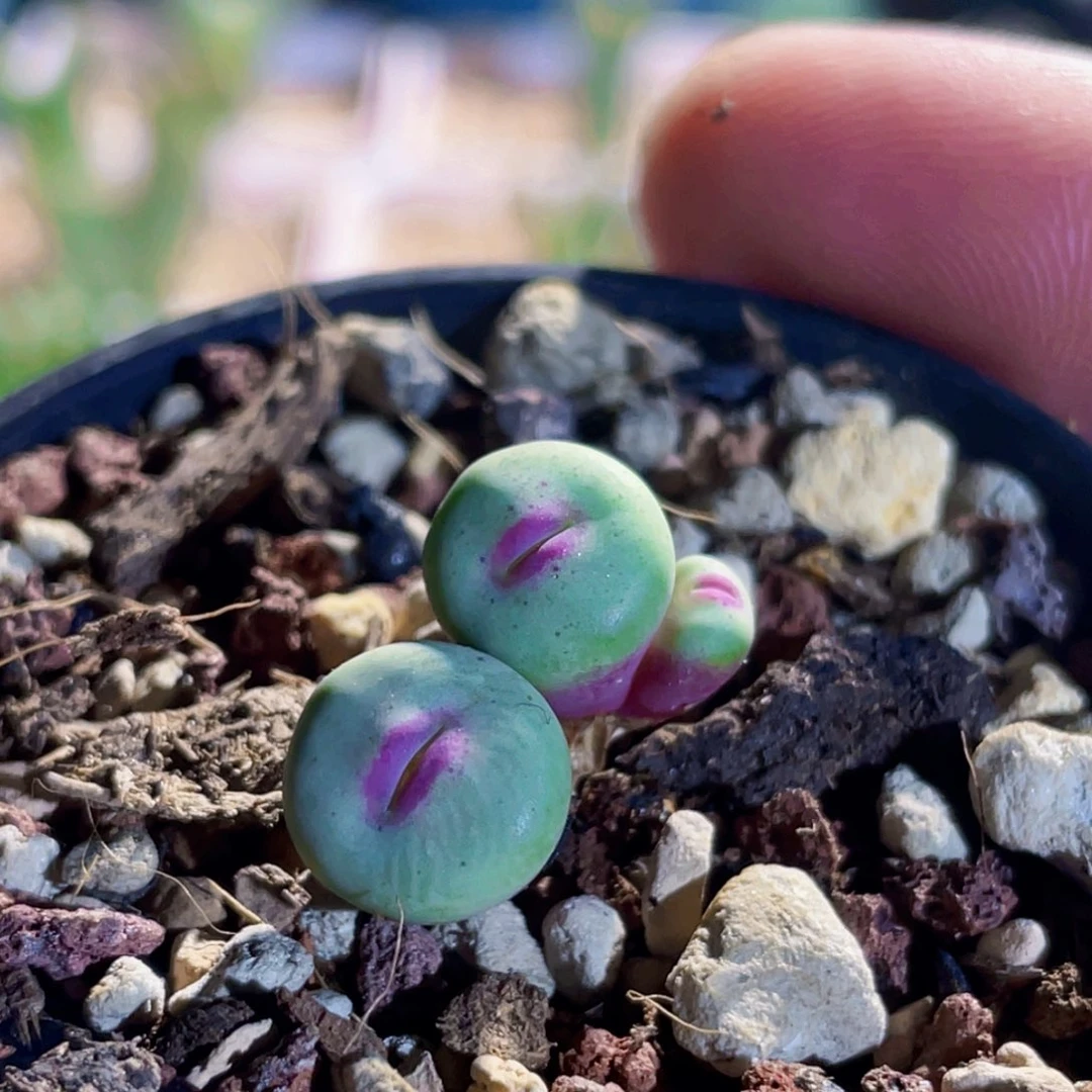 1380b小红嘴嘟嘟嘴植物一物一拍