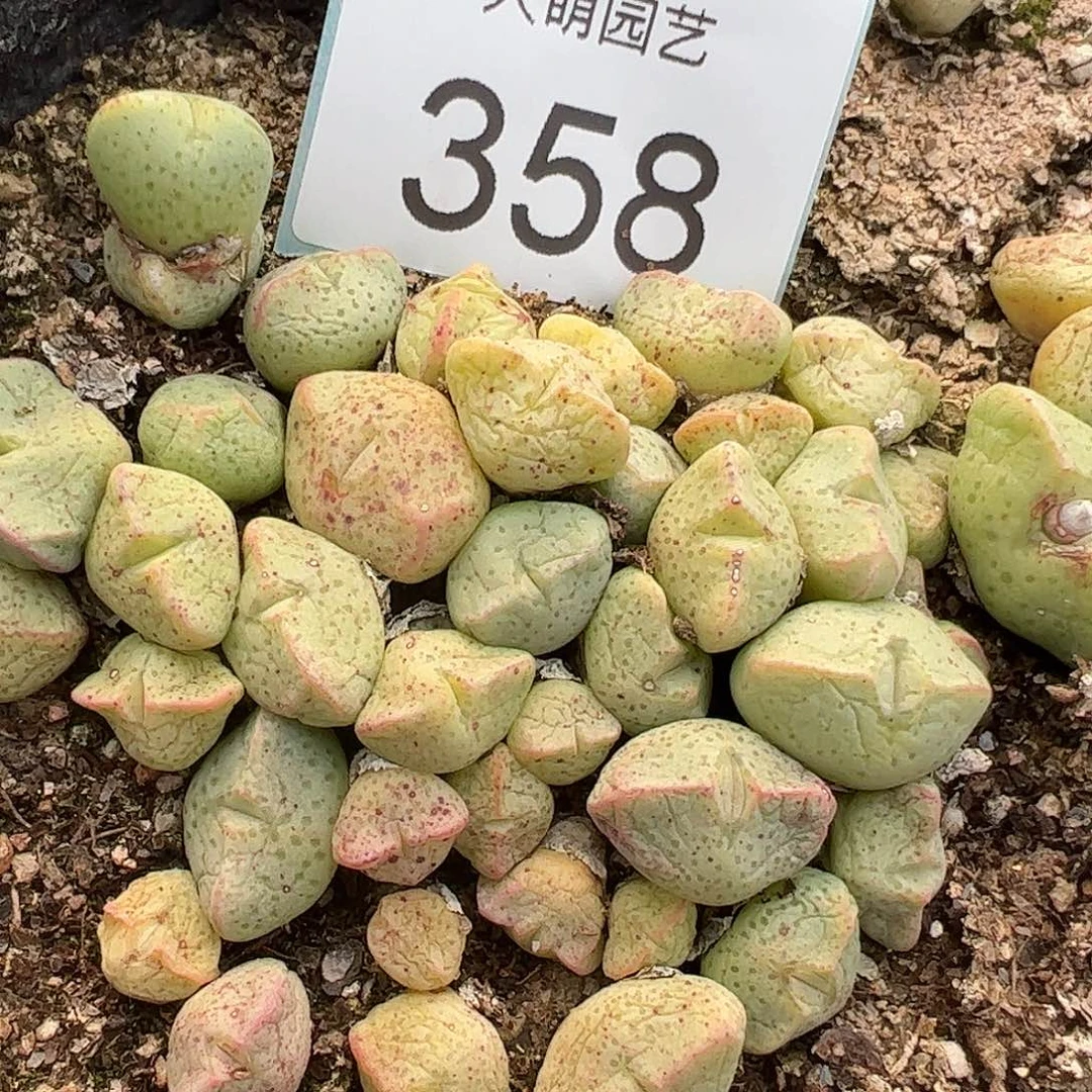 0000358量拍紫式部5颗
