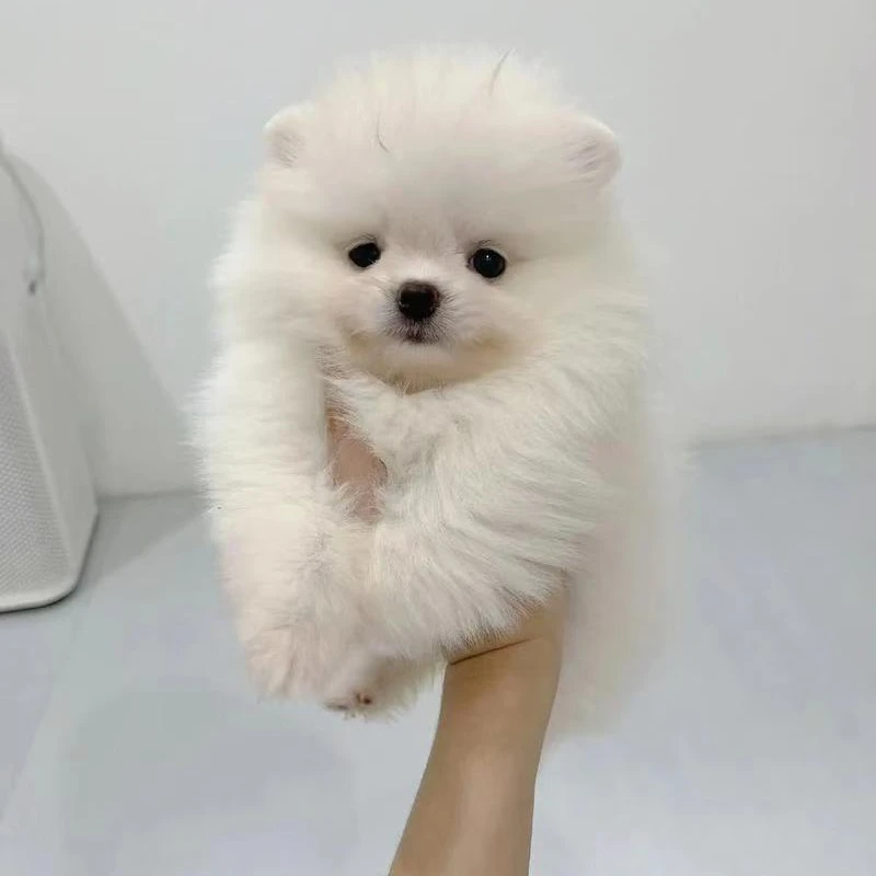 精品雪纳瑞  比熊