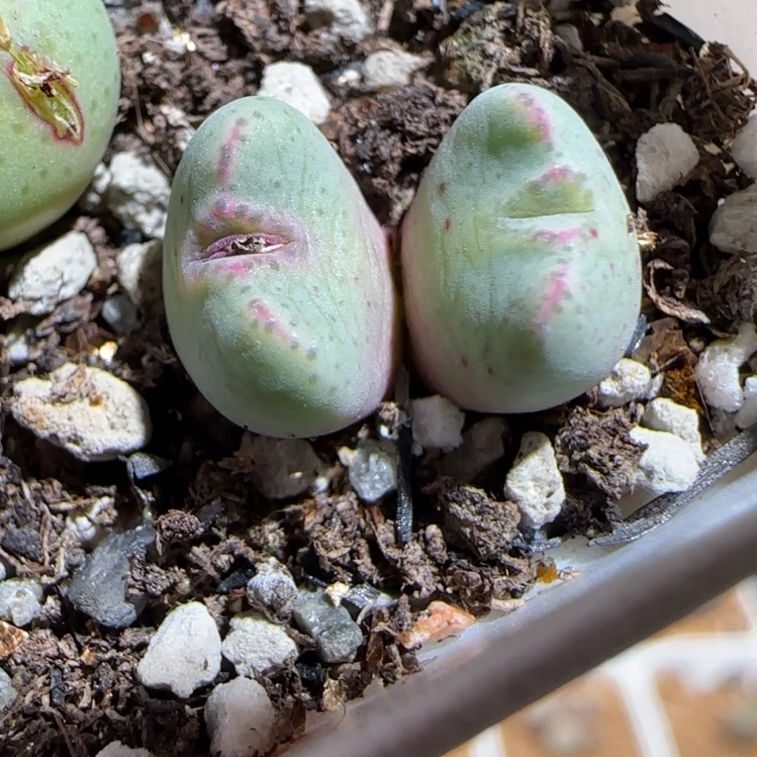 肉锥多肉植物组合-1455.8、1417