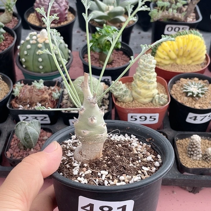 敏***捷481沉香鹿茸杨葵块根
