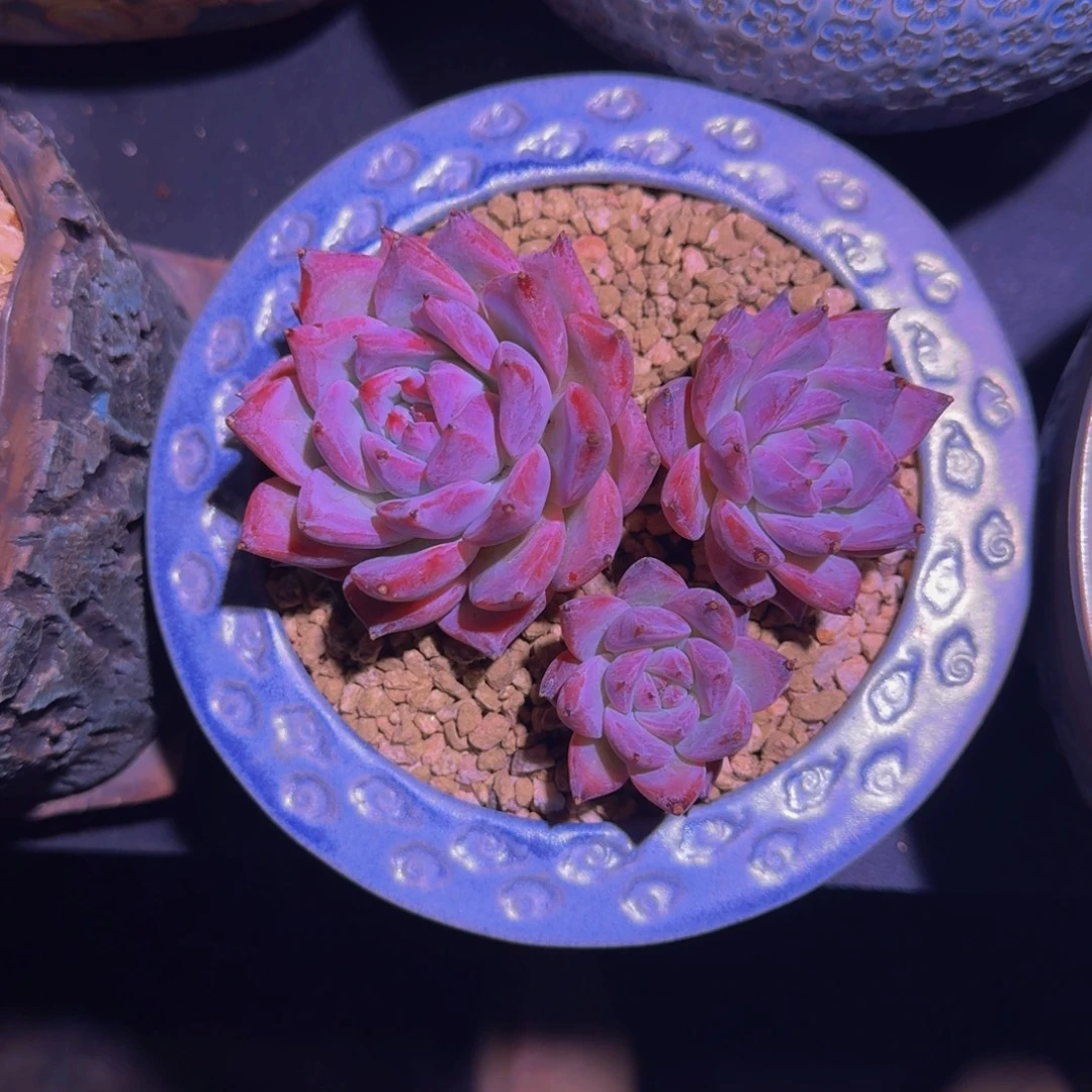 祖母绿 3头 一物一拍