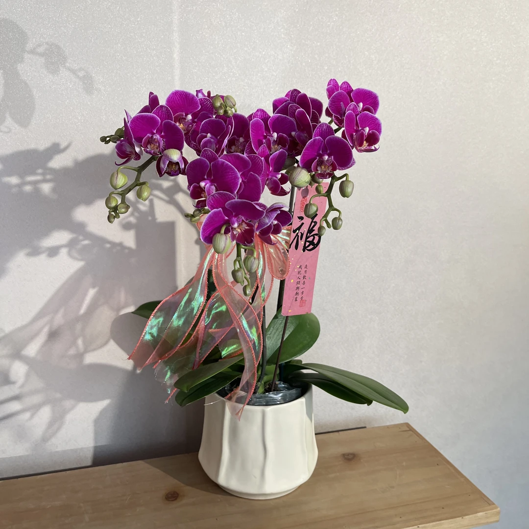 蝴蝶兰《红酒》高雅格调红花 年宵爆款 苗情优质 基地直发