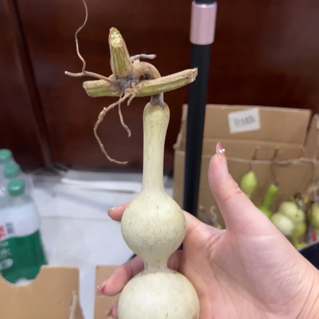 青皮不包成，，，，，，，，，，，，，