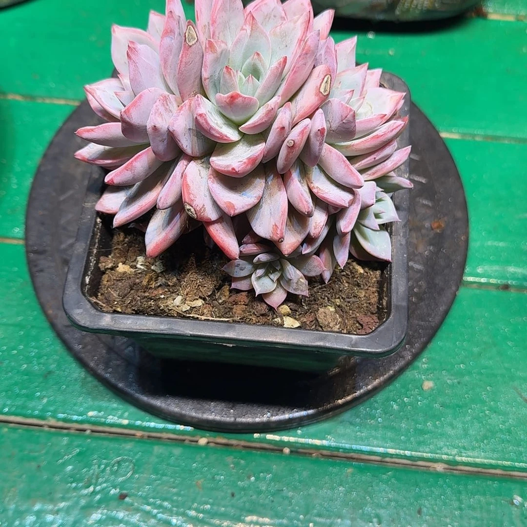 多肉植物多肉植物