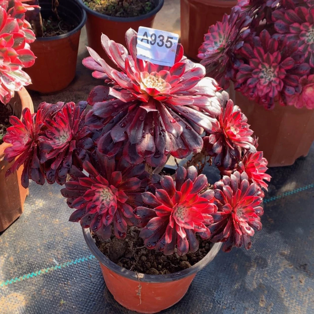 【闪购商品】红****》935黑铜白