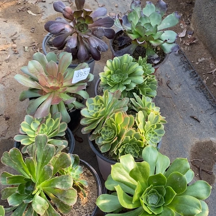 8颗多肉断头不包3957