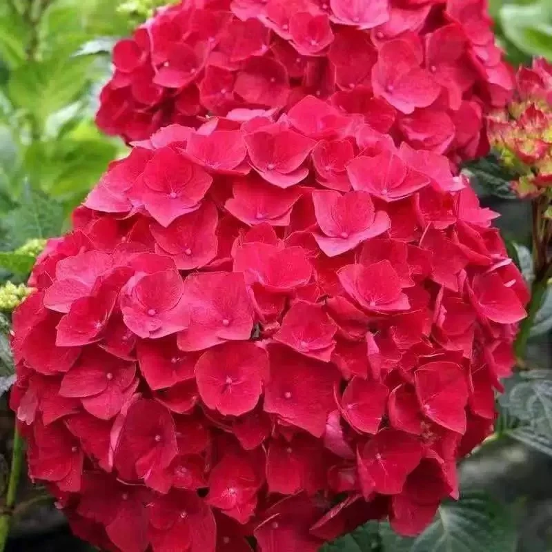 绣球花苗盆栽大花绣球无尽夏四季花卉室内庭院好养当年开花耐寒