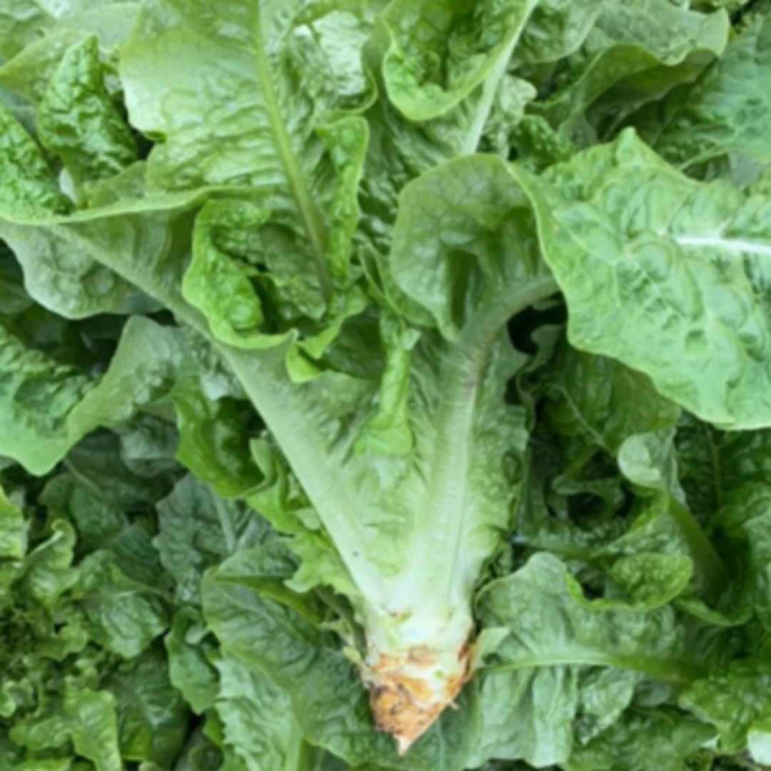 微姐【莴笋】湘西农家自种莴笋 高山莴笋