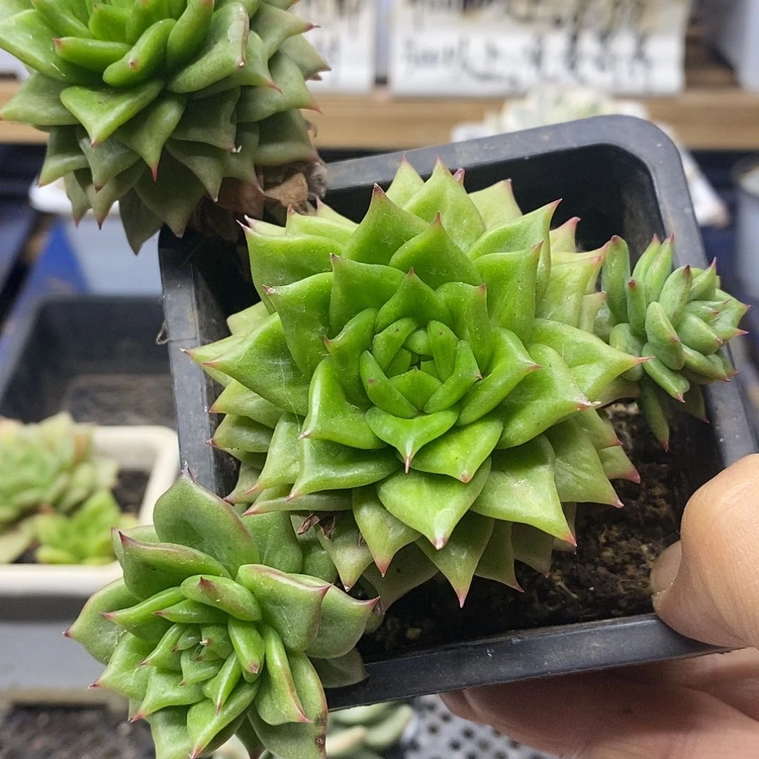 洋****1352 林肯自然群