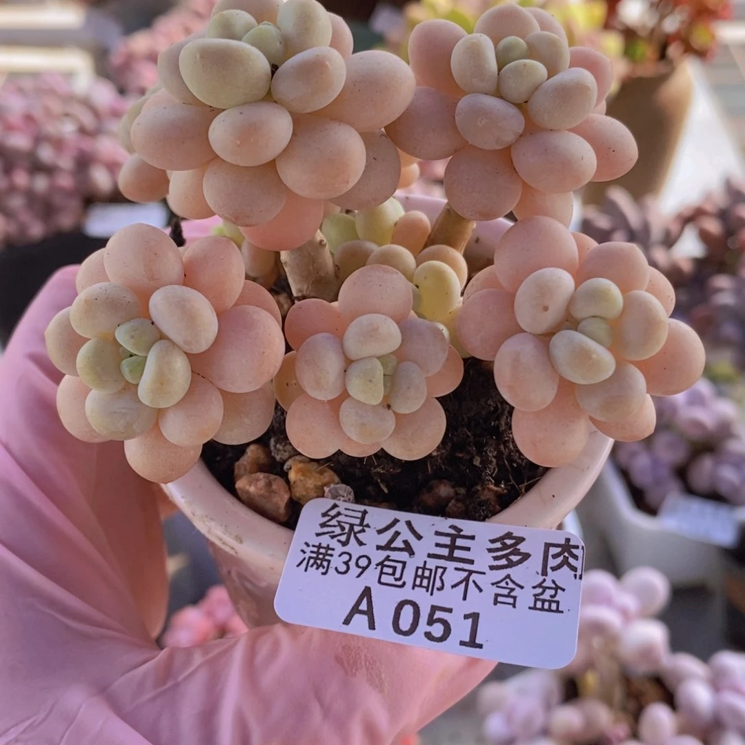 洛可可7cm051多肉植物