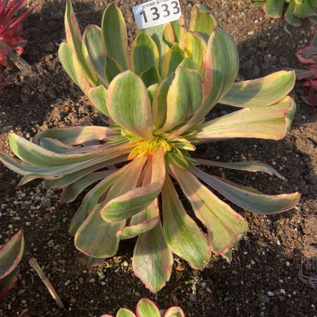 小**?1333红魔女多肉植物