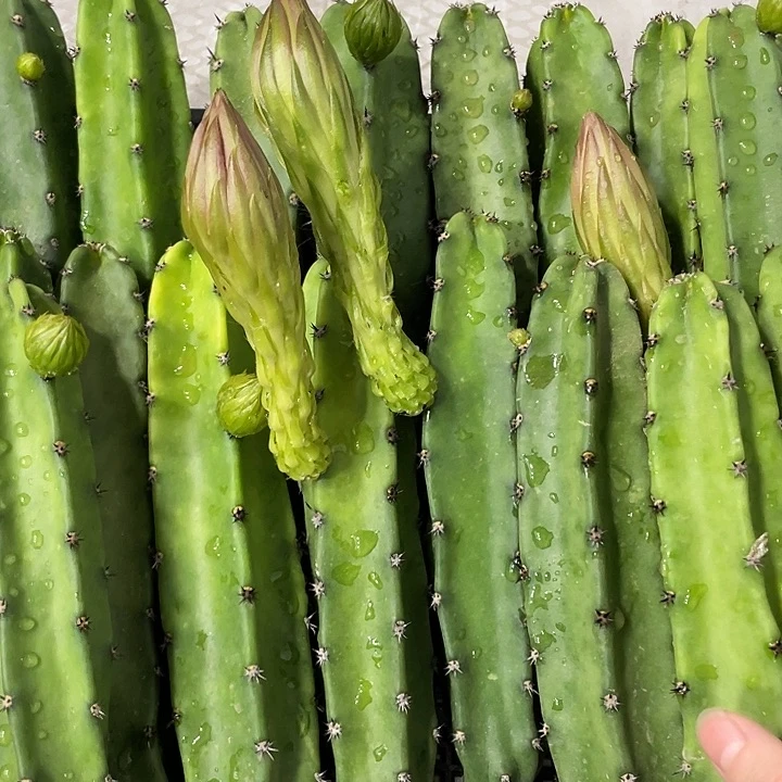 红花袖铺实生一代侧芽