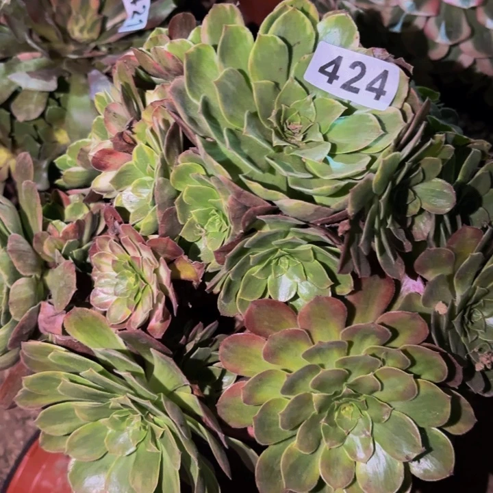 424雨荷七彩多肉植物不售后