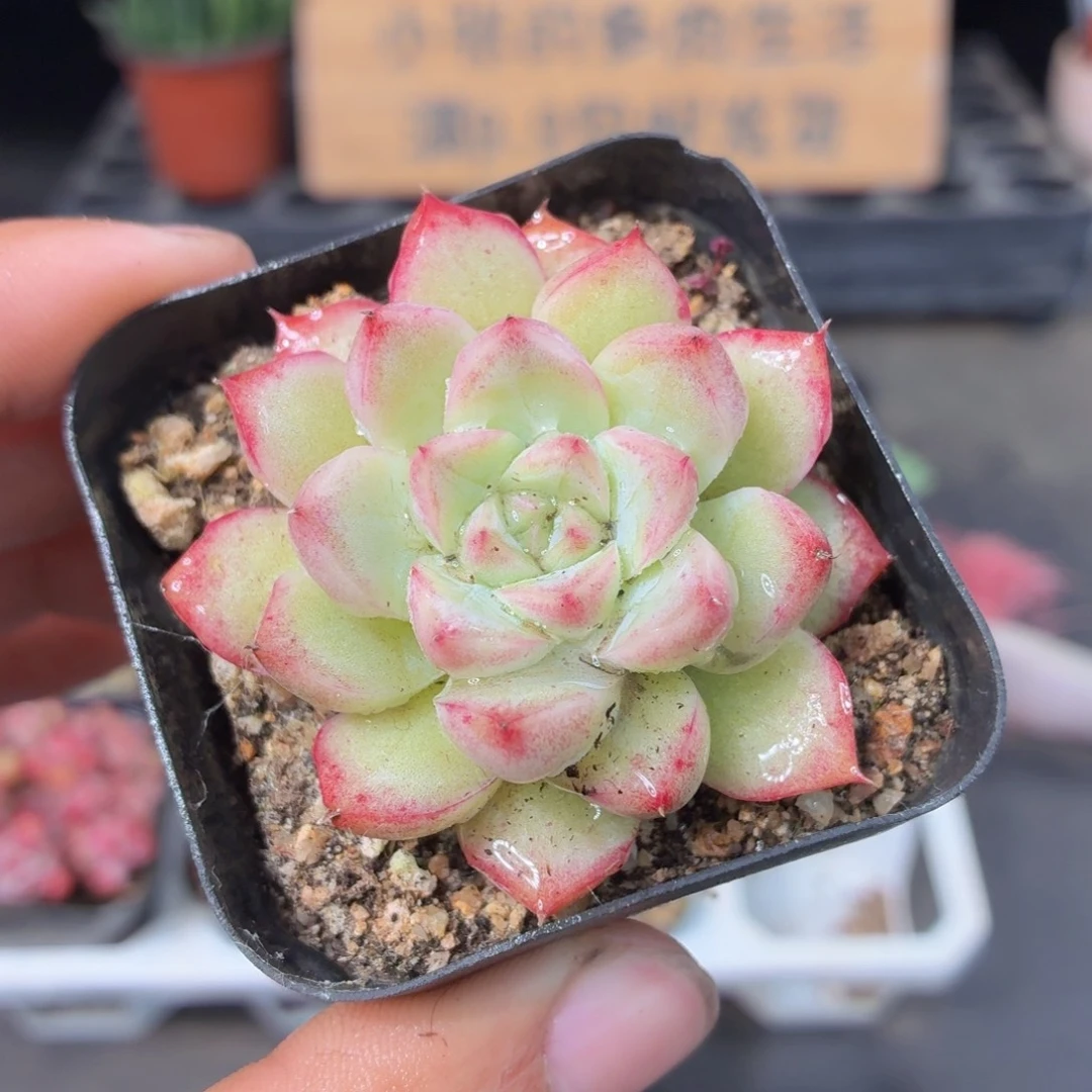 女王多肉9.9包邮发货