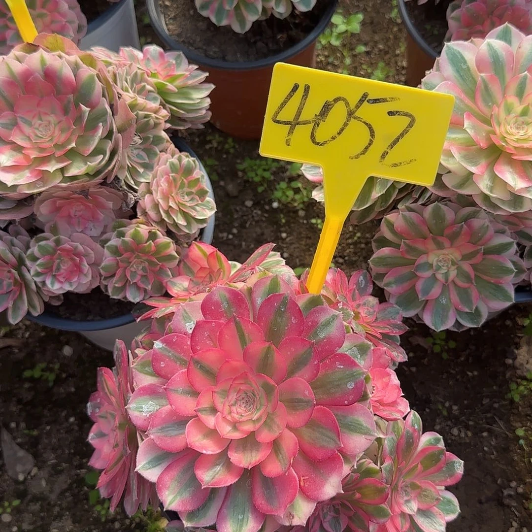 4052--倾城多头多肉植物