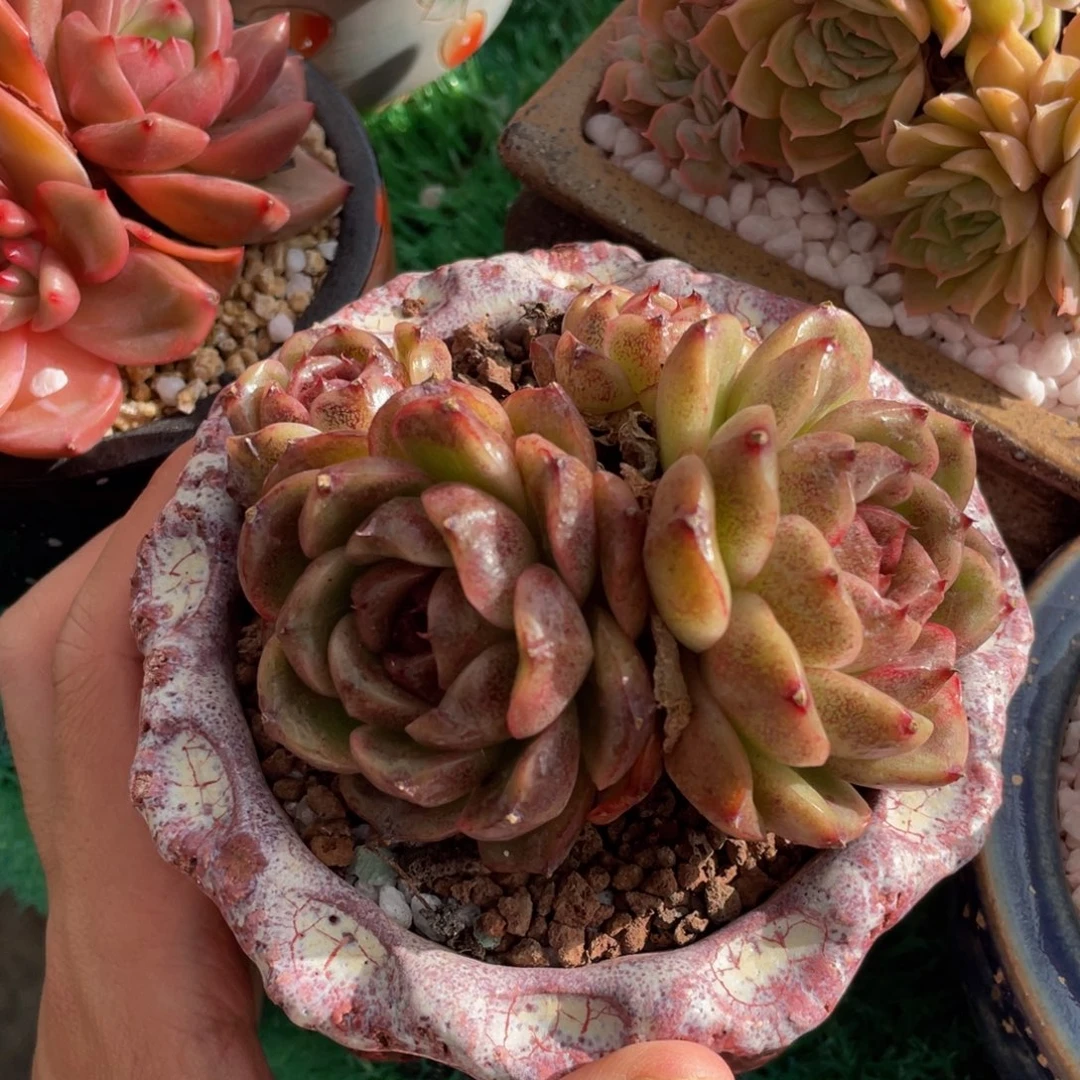 水晶多肉植物盆栽多肉