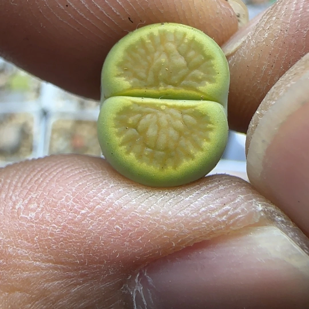 228 生石花大棚直播