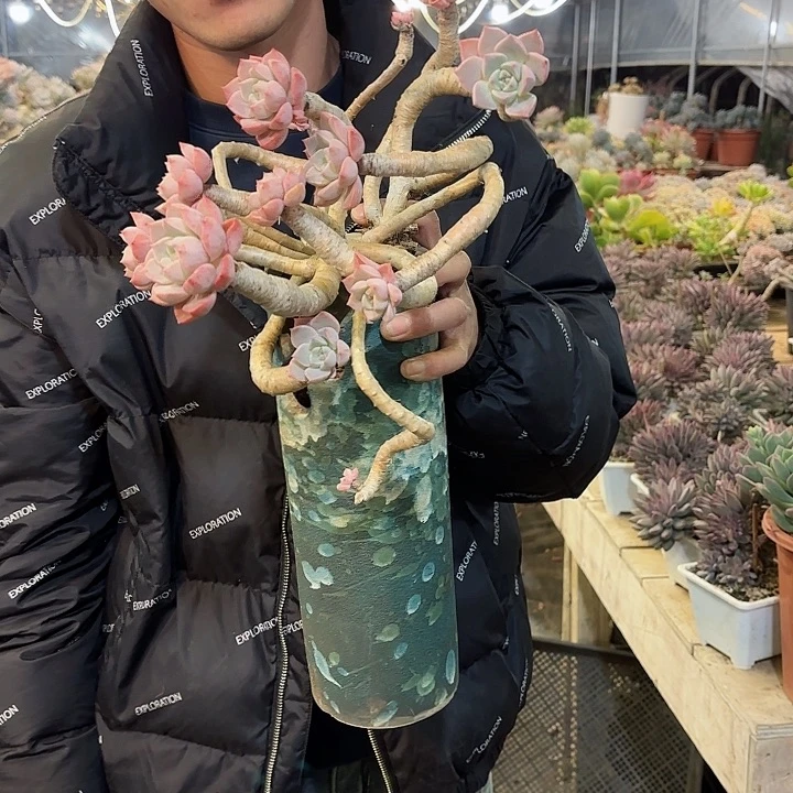 红粉佳人群生老桩17号