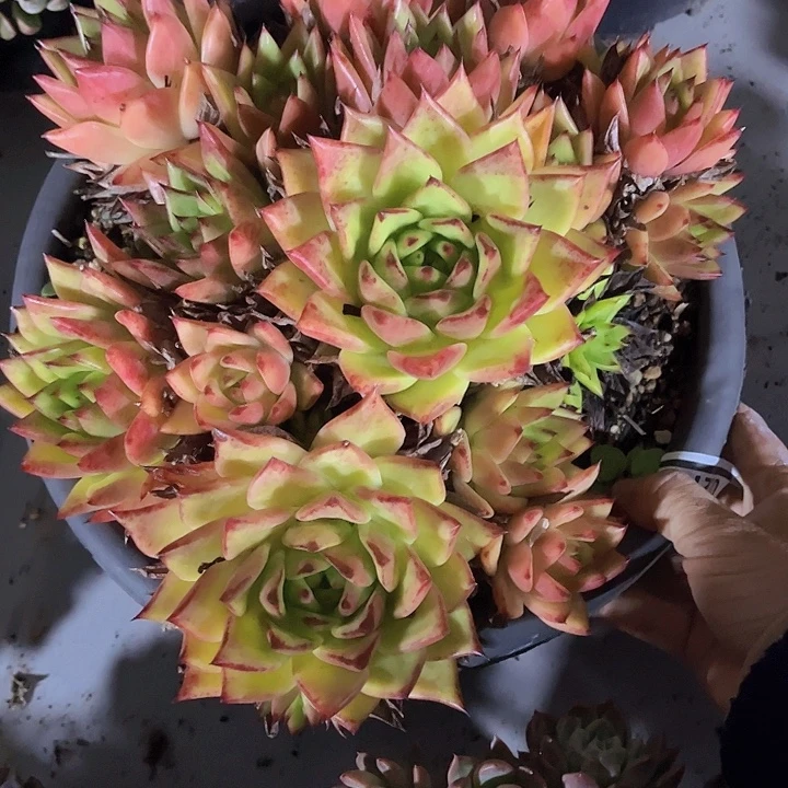 橙乌木02279多肉植物