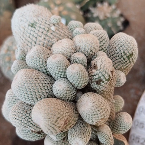 520处理瑕疵仙人球的