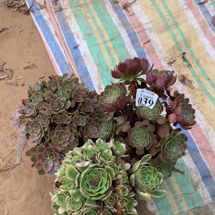 039黑魔➕安娜➕辛尼亚东