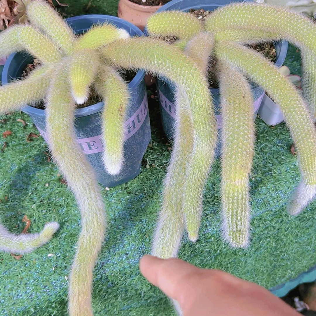 【闪购商品】大群无砍九尾狐瑕疵